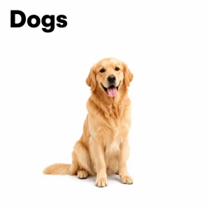 Dogs